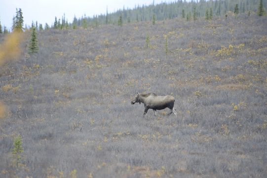 Image of North American Elk