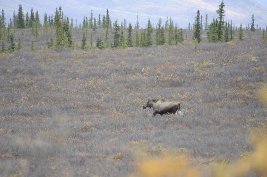 Image of North American Elk