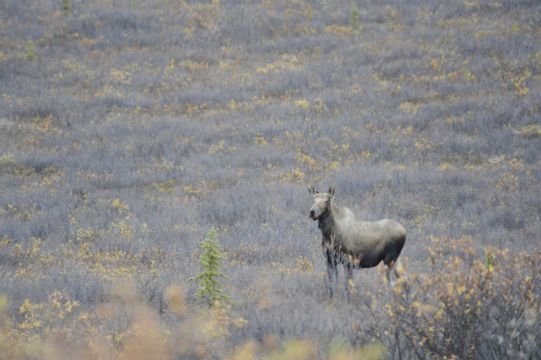 Image of North American Elk