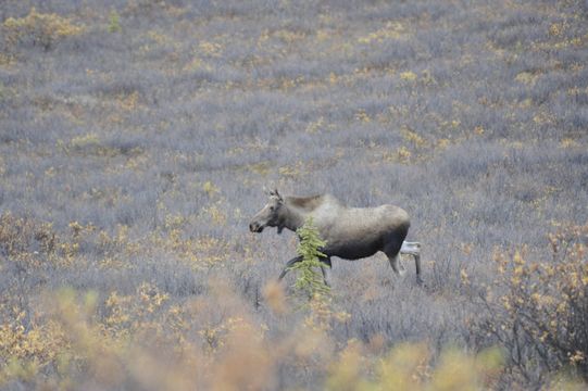 Image of North American Elk