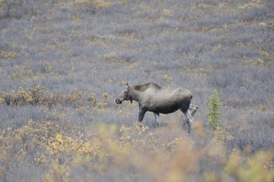 Image of North American Elk