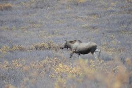 Image of North American Elk