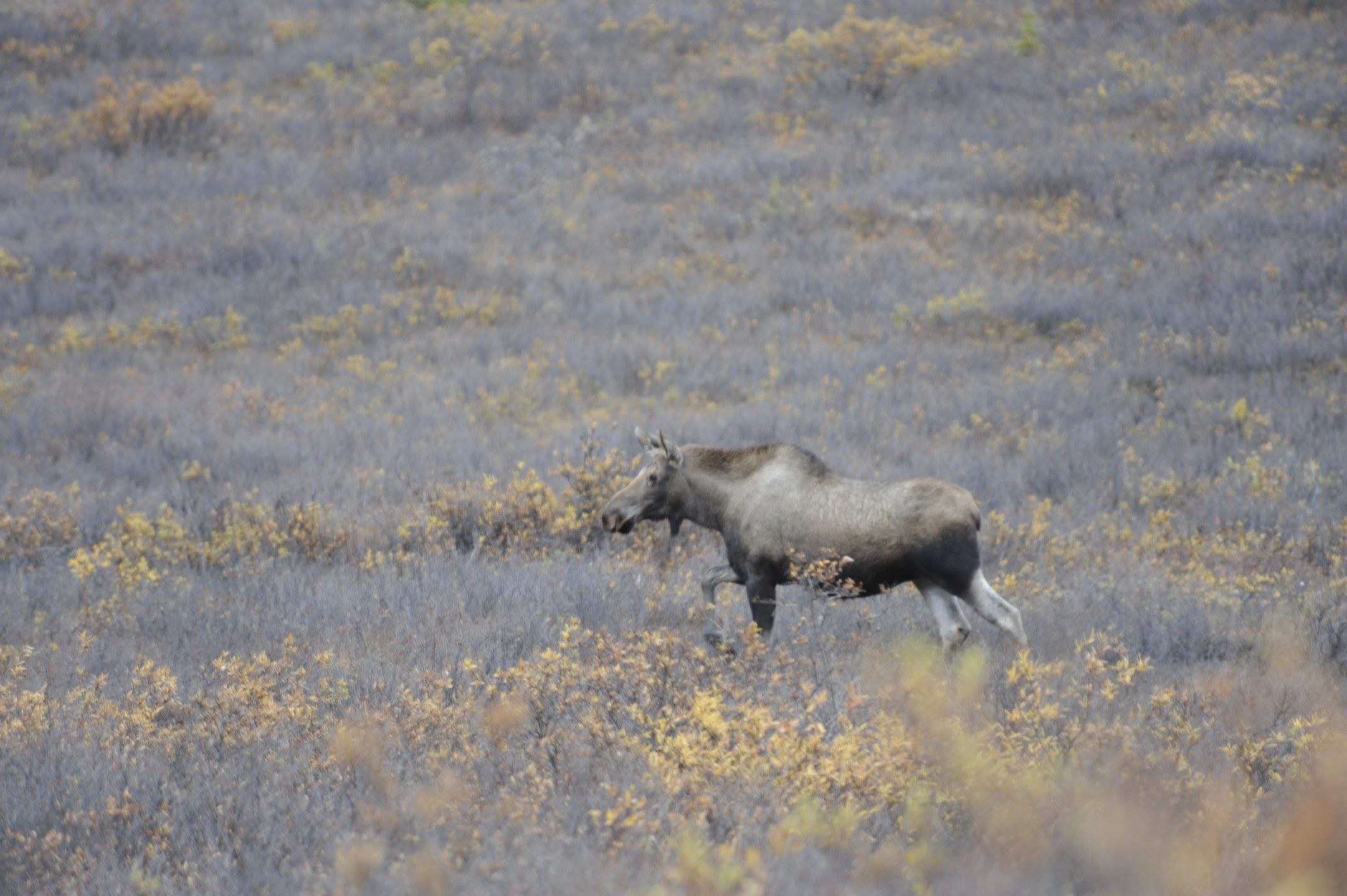 Image of North American Elk