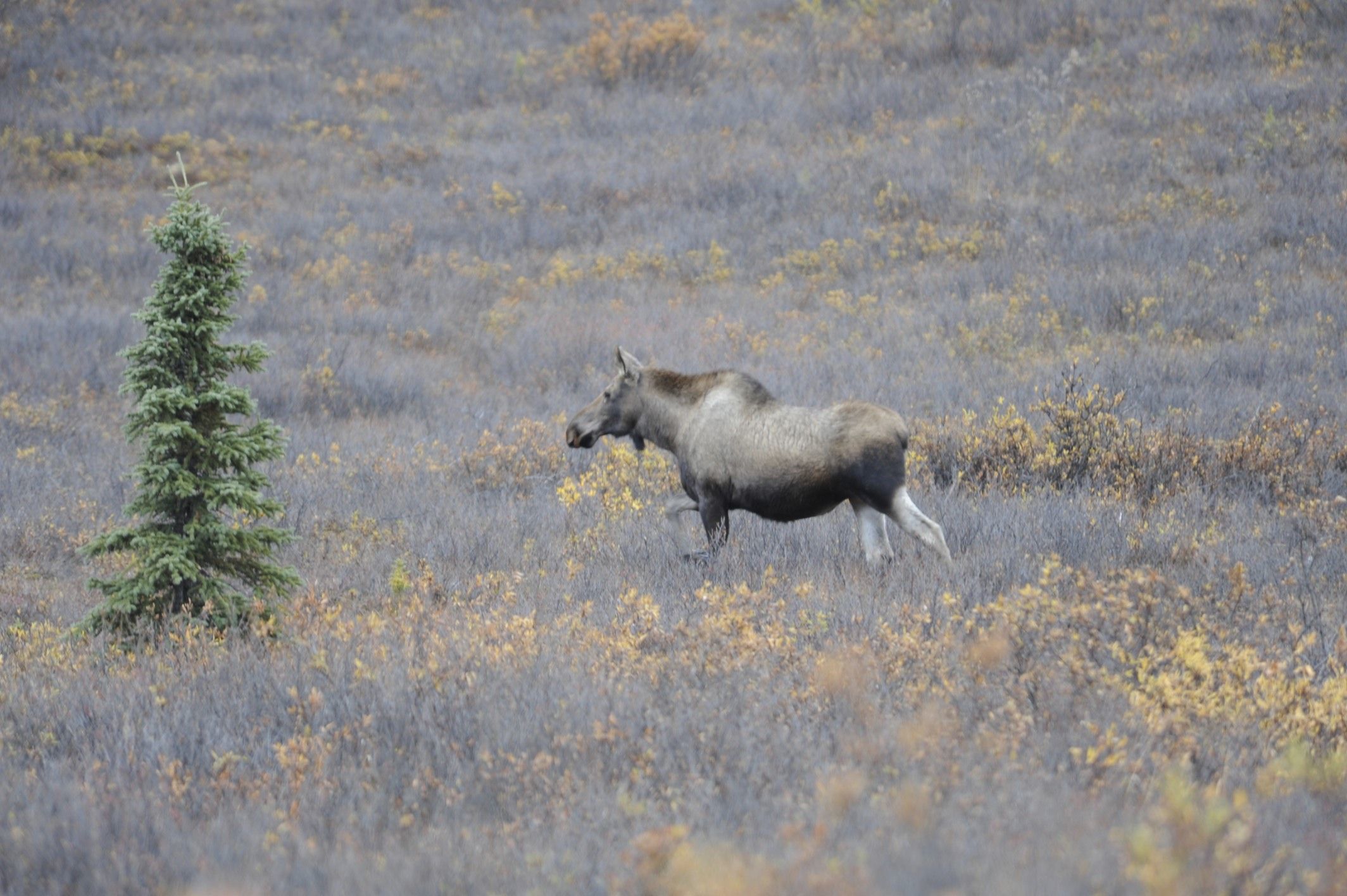 Image of North American Elk