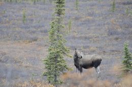 Image of North American Elk