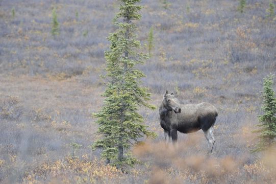 Image of North American Elk