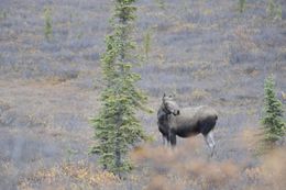 Image of North American Elk