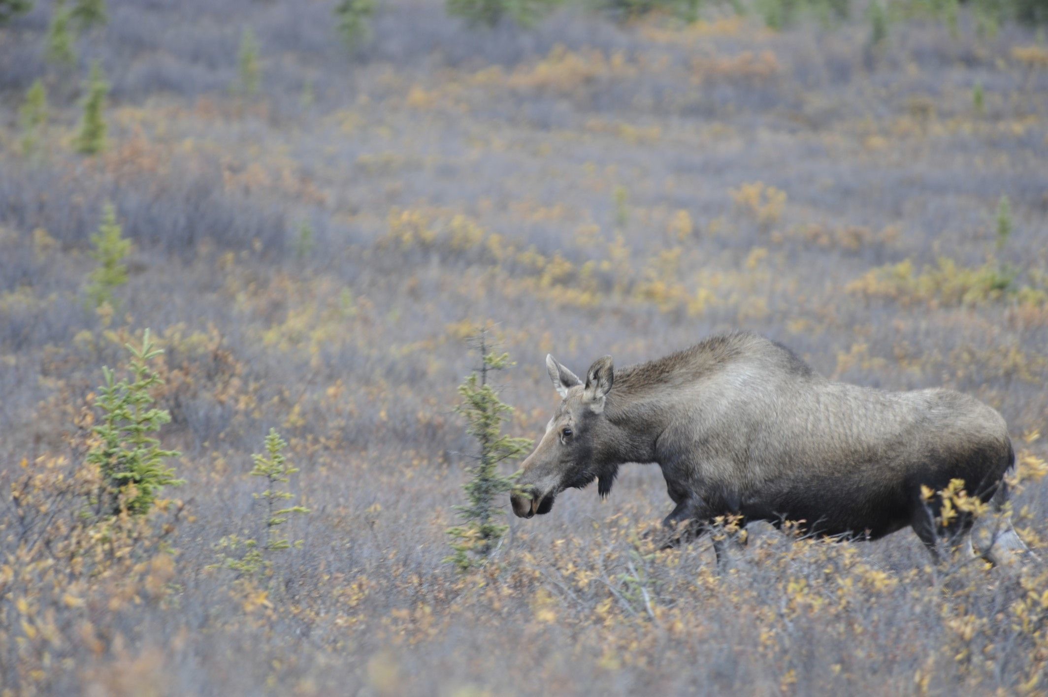 Image of North American Elk