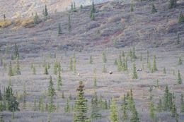 Image of North American Elk