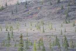 Image of North American Elk