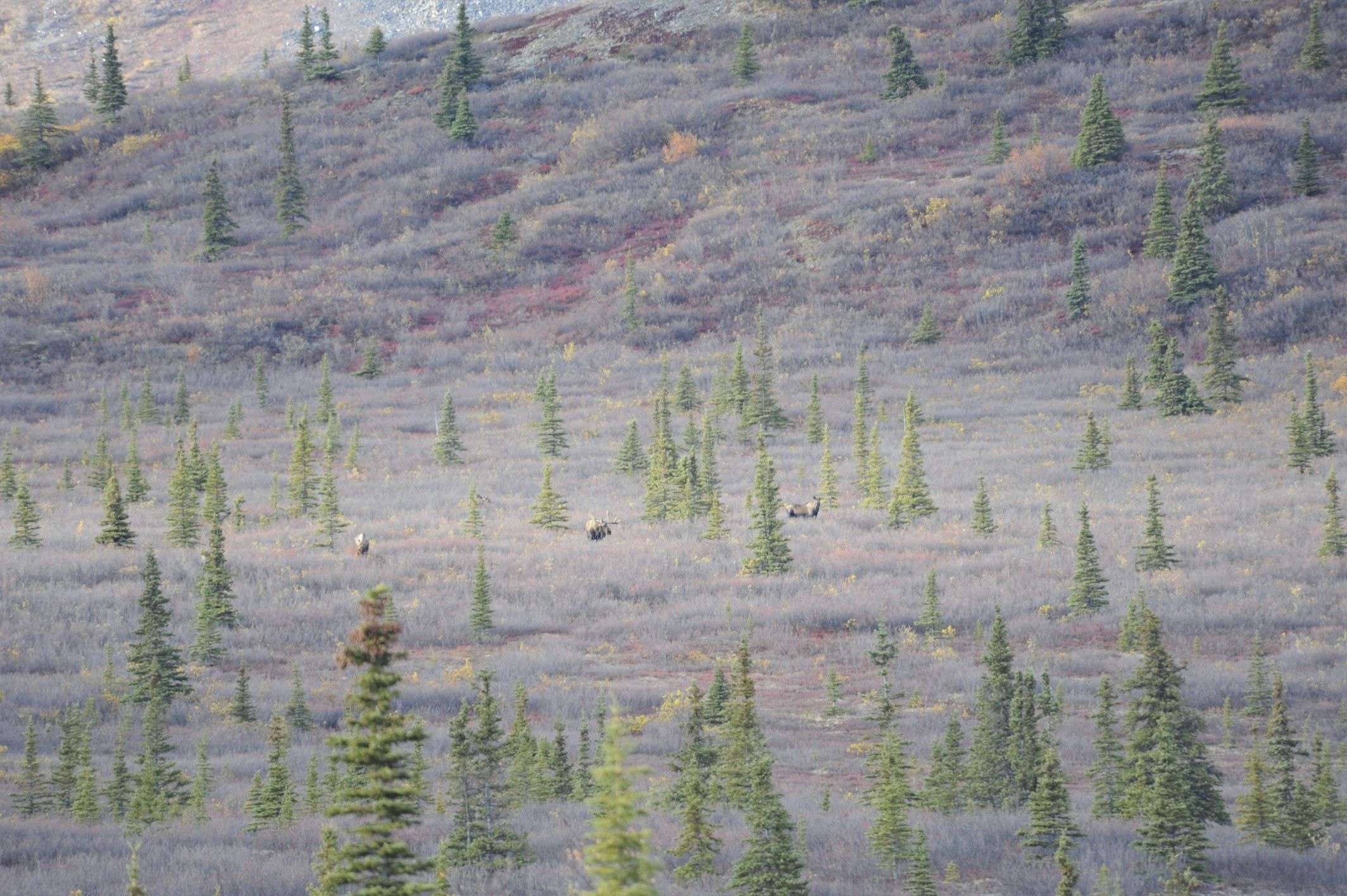 Image of North American Elk