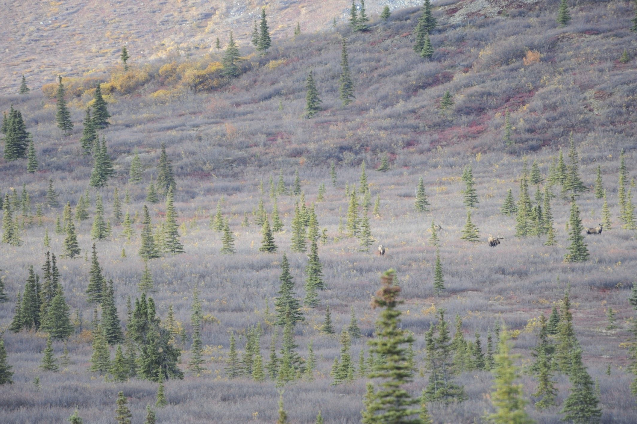 Image of North American Elk