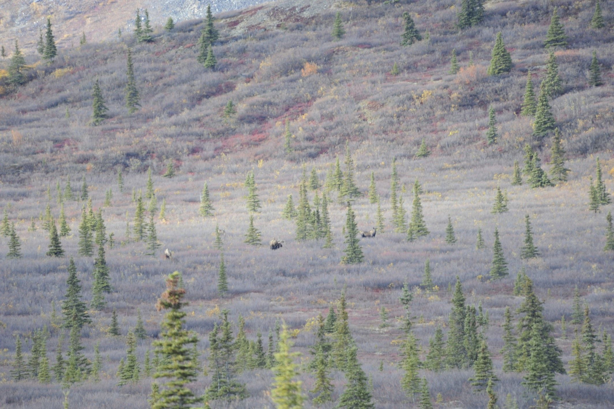 Image of North American Elk