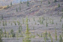 Image of North American Elk