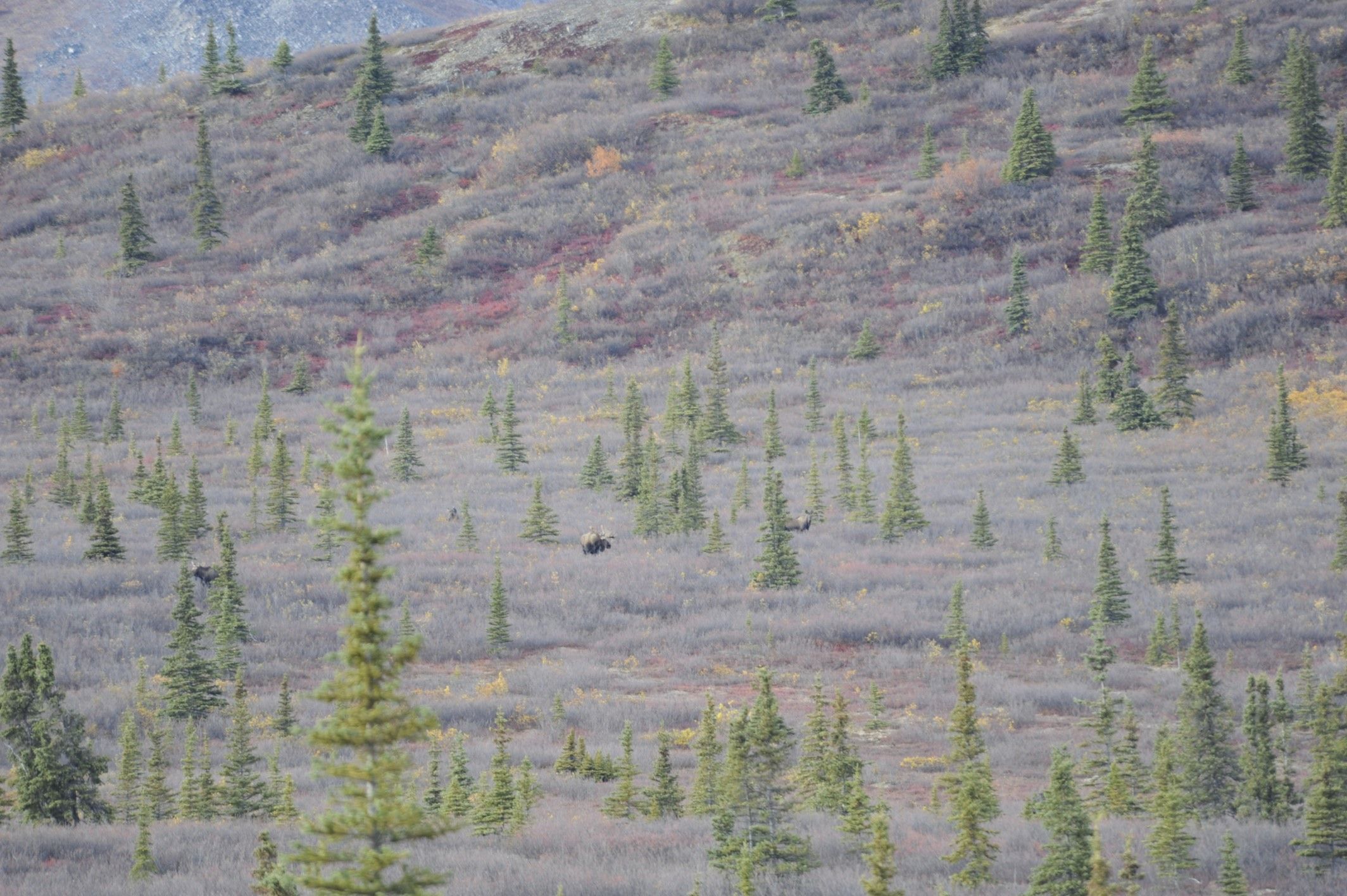 Image of North American Elk