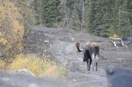 Image of North American Elk