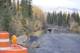 Image of North American Elk