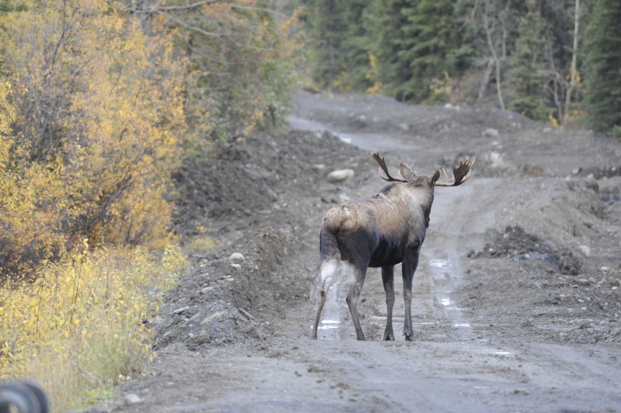 Image of North American Elk