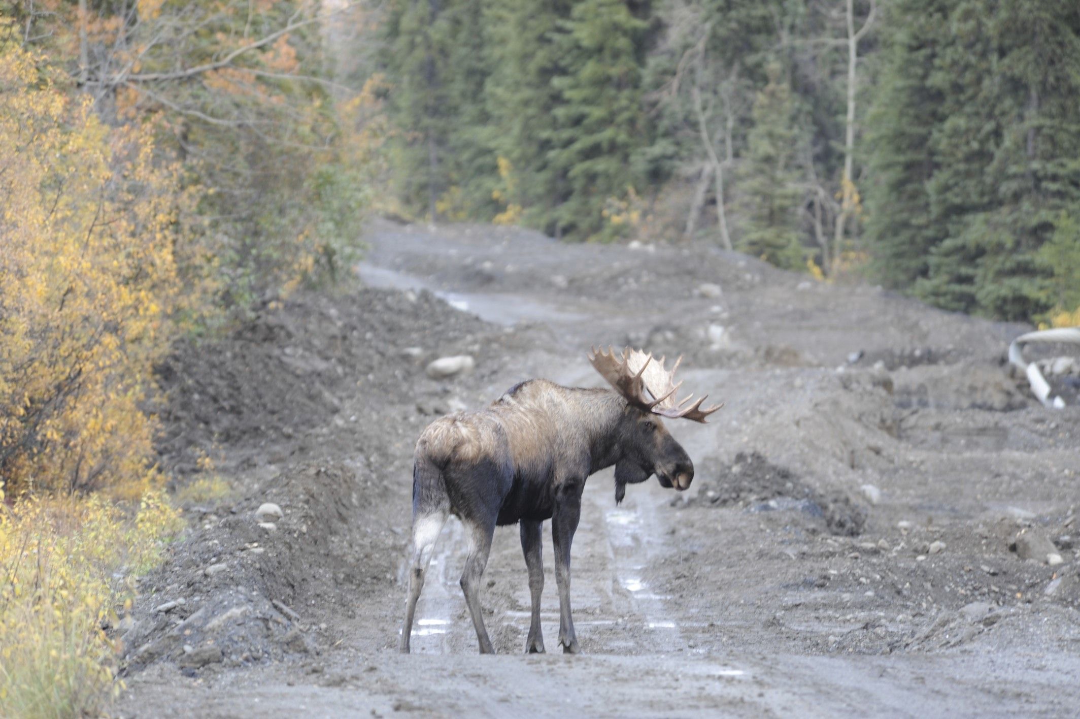 Image of North American Elk