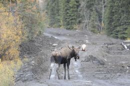 Image of North American Elk