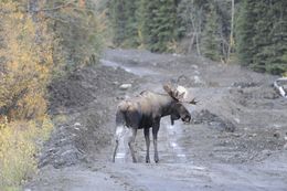 Image of North American Elk