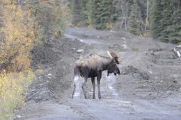 Image of North American Elk