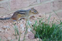 Image of Eastern American Chipmunk