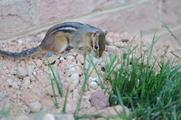 Image of Eastern American Chipmunk