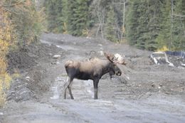 Image of North American Elk