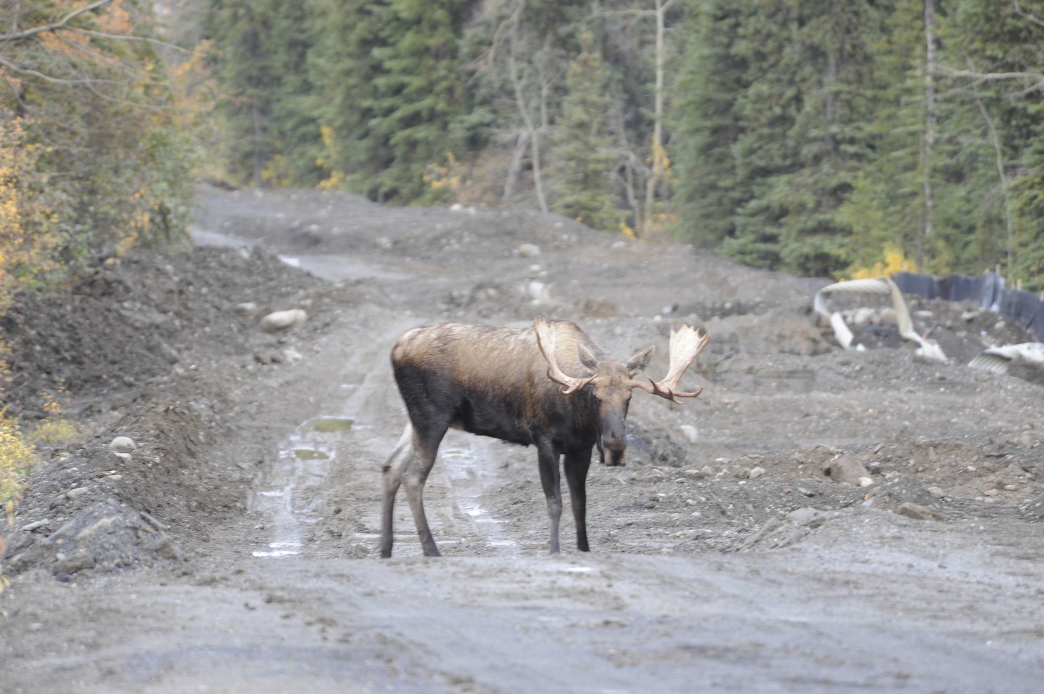 Image of North American Elk