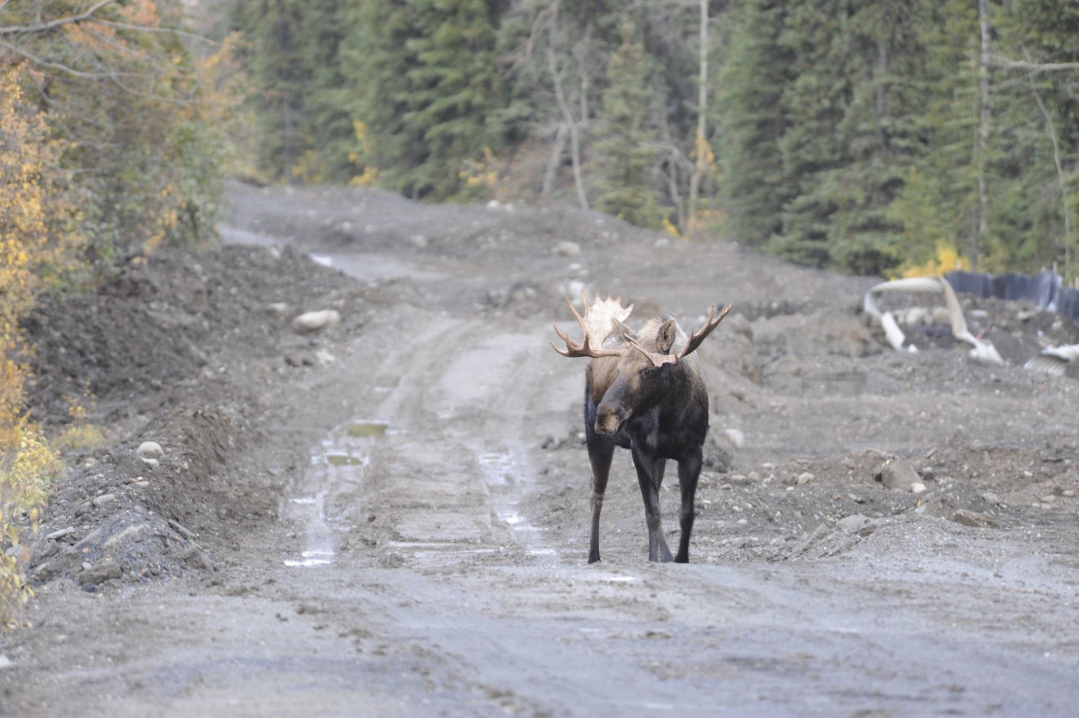 Image of North American Elk