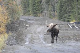 Image of North American Elk