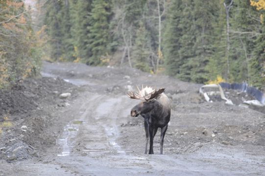 Image of North American Elk