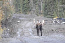 Image of North American Elk