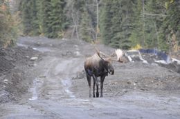 Image of North American Elk