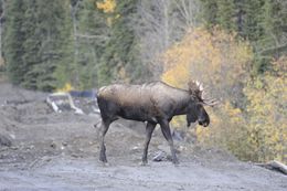 Image of North American Elk