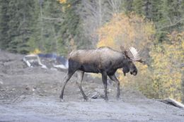 Image of North American Elk