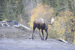 Image of North American Elk