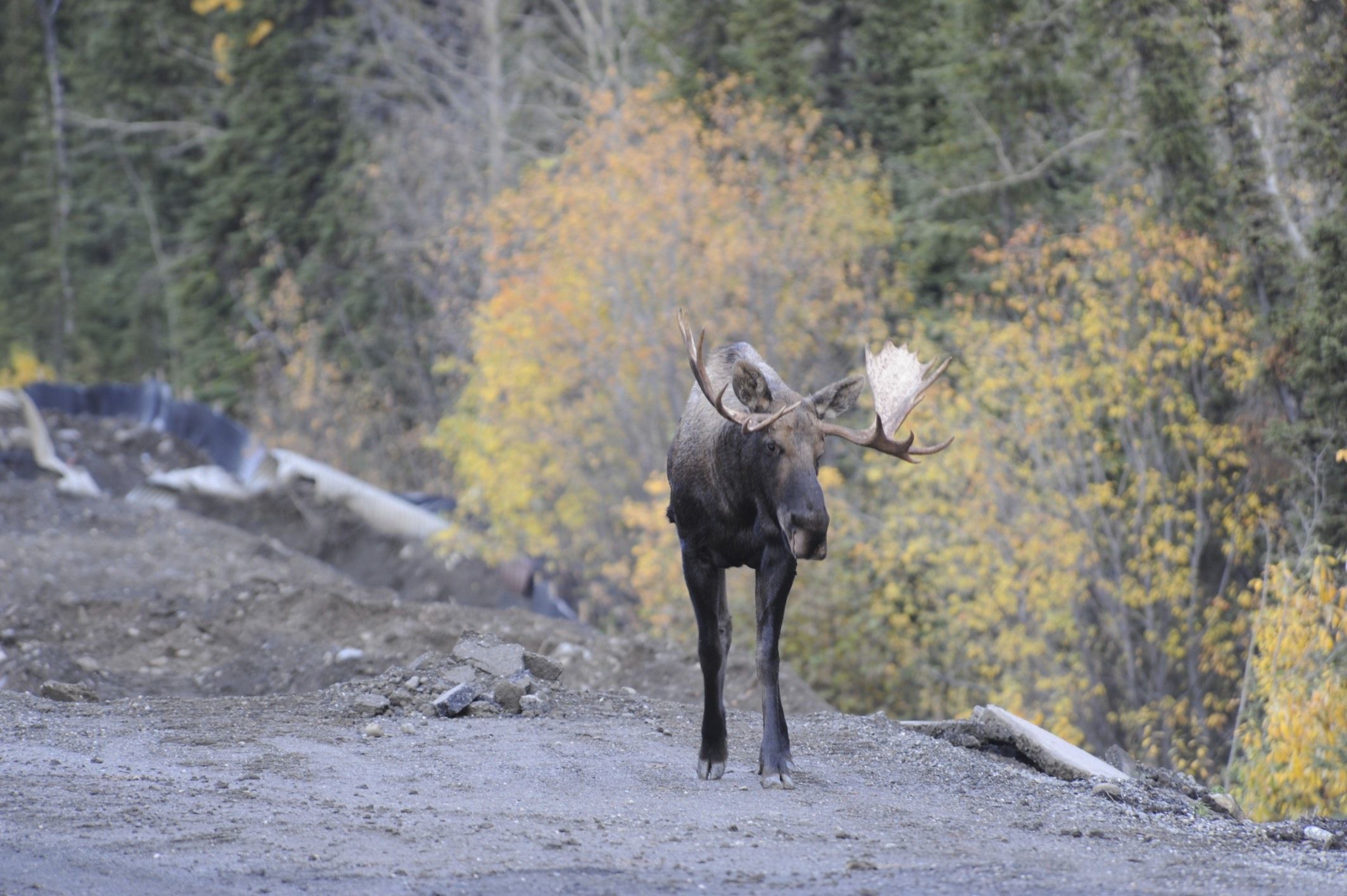 Image of North American Elk