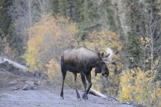 Image of North American Elk