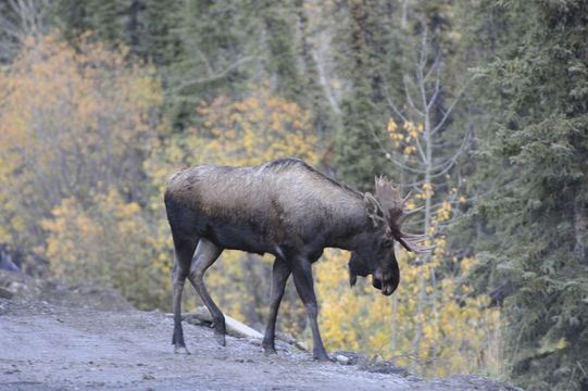 Image of North American Elk