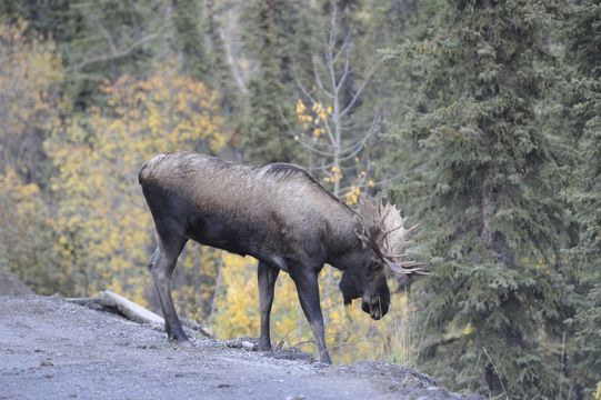 Image of North American Elk