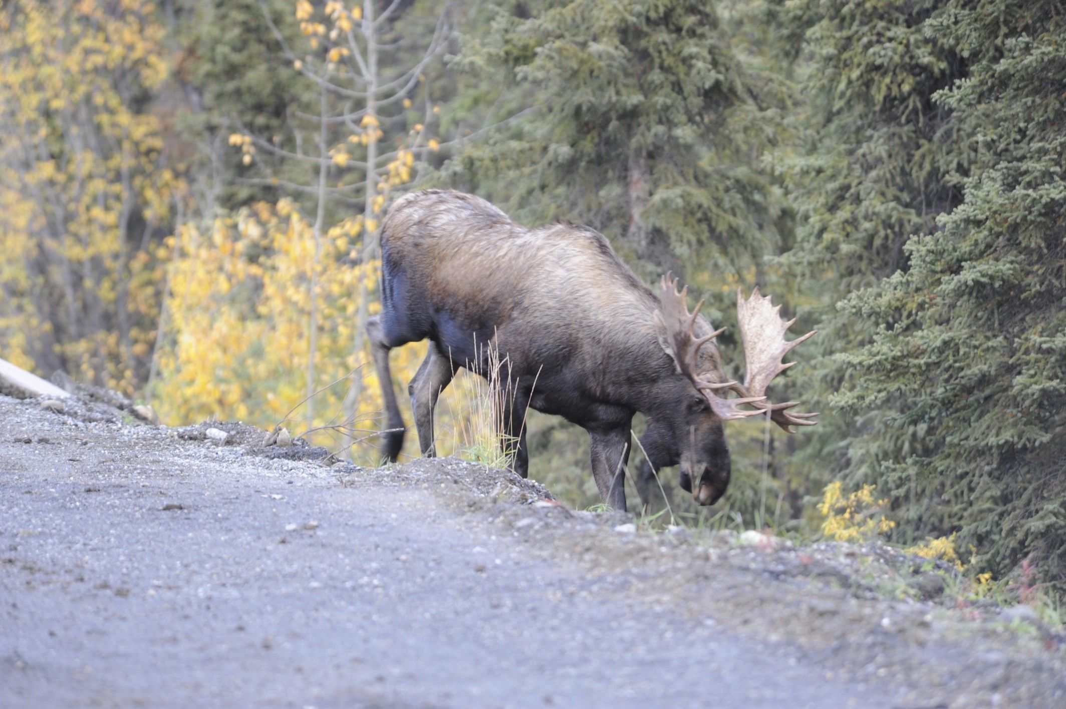 Image of North American Elk