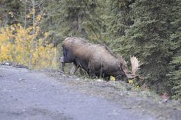 Image of North American Elk