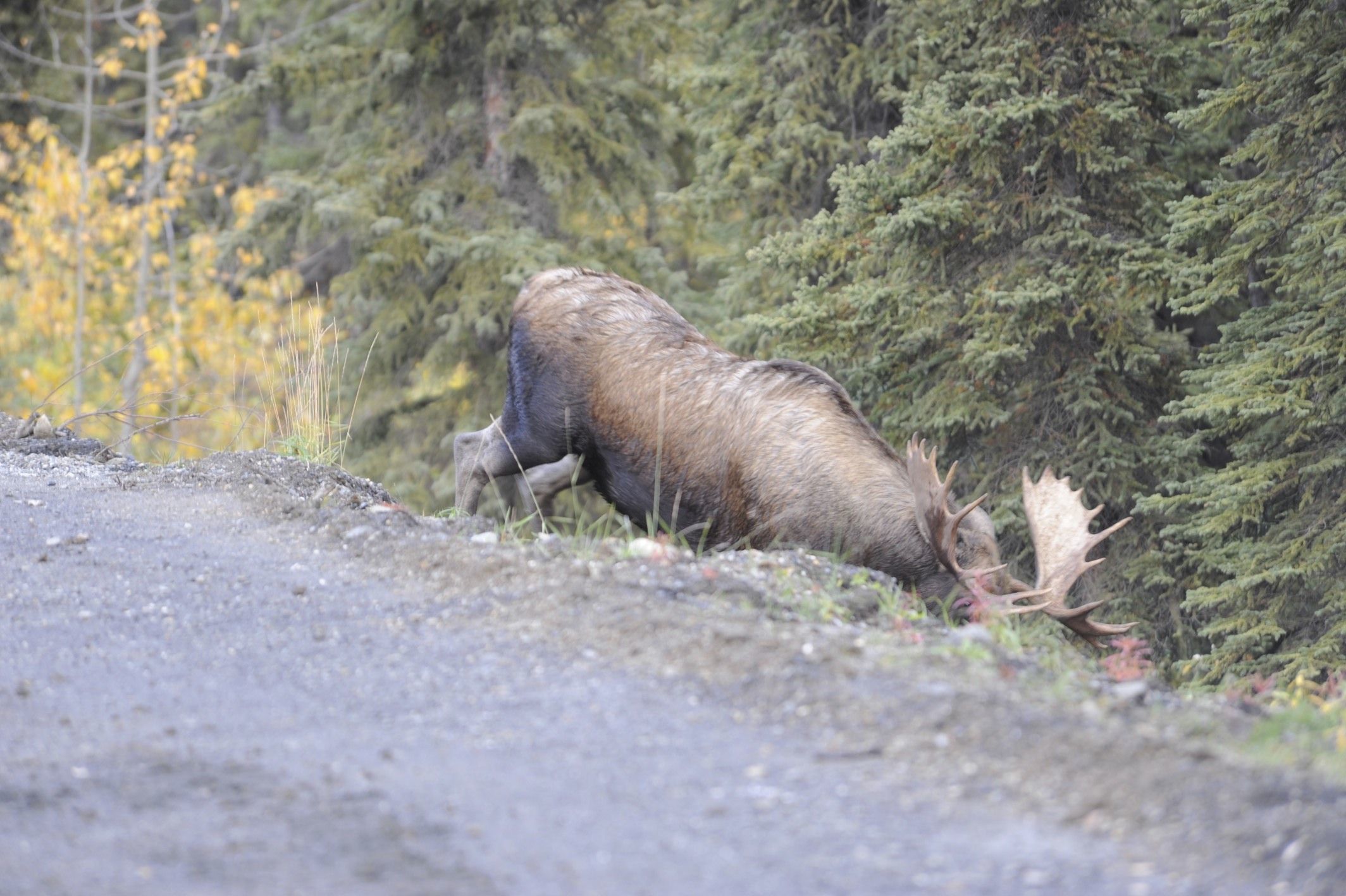 Image of North American Elk