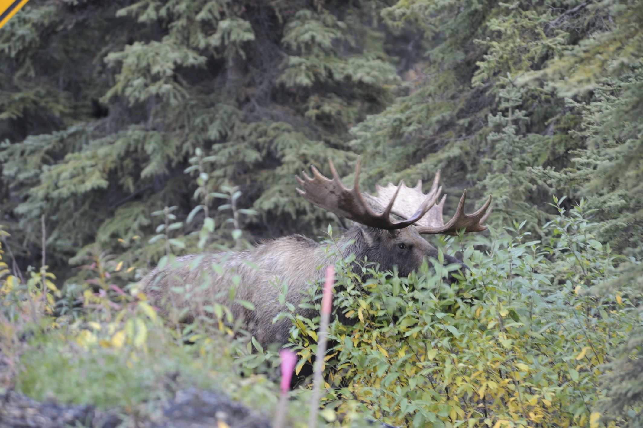 Image of North American Elk