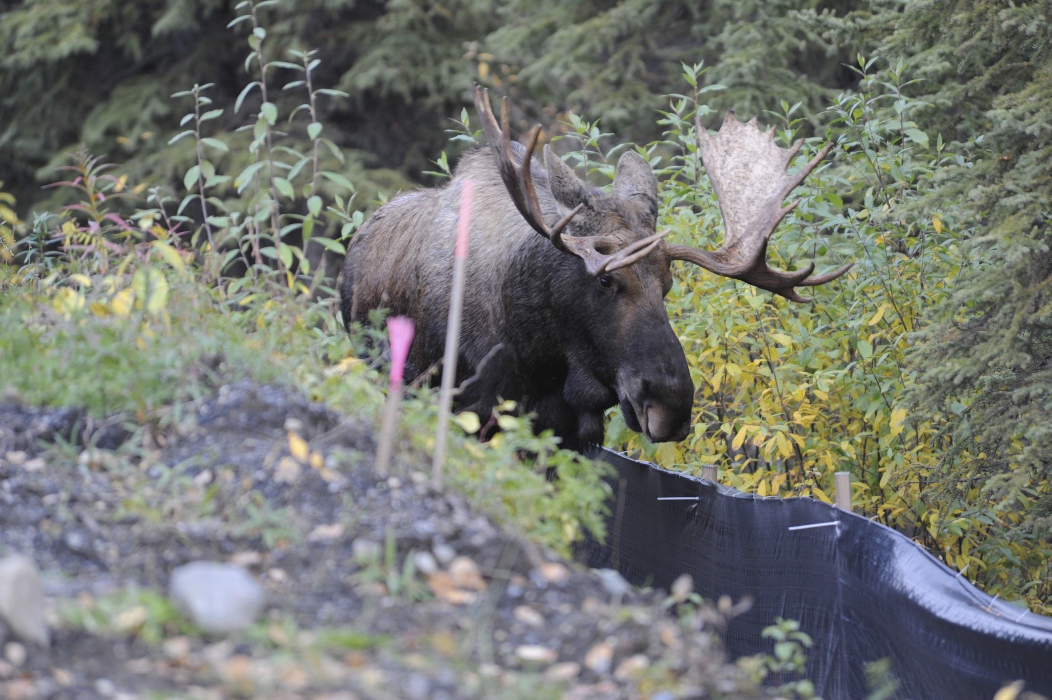 Image of North American Elk