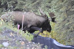 Image of North American Elk