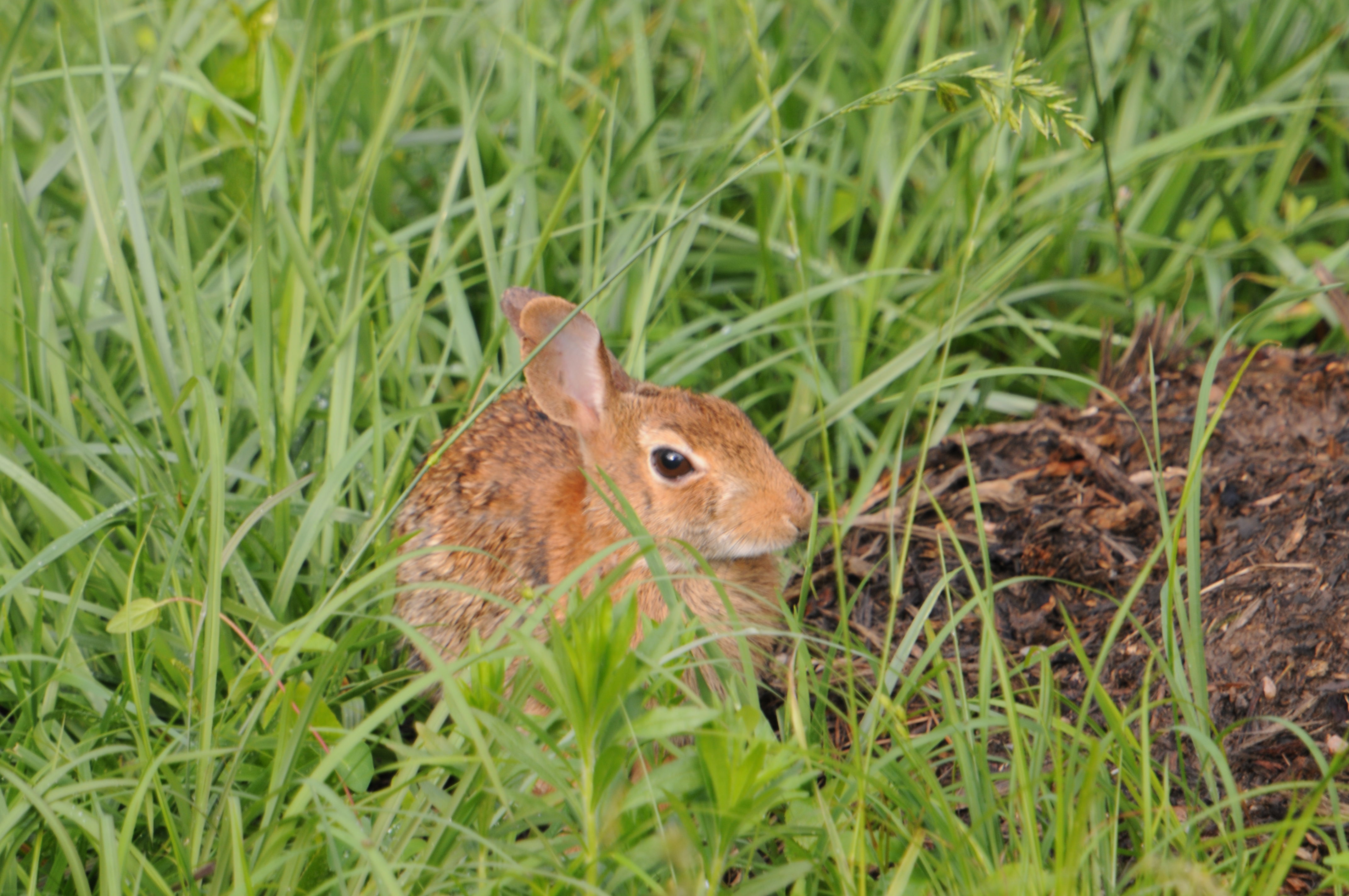 Image of eastern cottontail