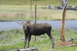 Image of North American Elk